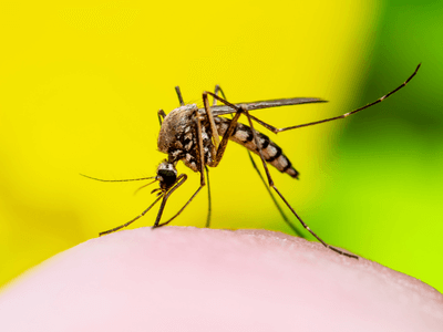 About Monthly Mosquito Treatment Plans Apache Junction - monthly mosquito treatment plans experts in Apache Junction